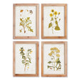 Napa  GOLDEN WILDFLOWER STUDY, SET OF 4