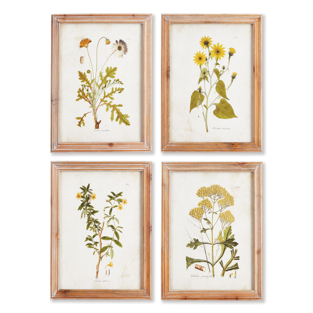Napa  GOLDEN WILDFLOWER STUDY, SET OF 4