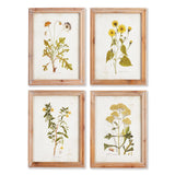 Napa  GOLDEN WILDFLOWER STUDY, SET OF 4
