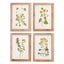 Napa  GOLDEN WILDFLOWER STUDY, SET OF 4