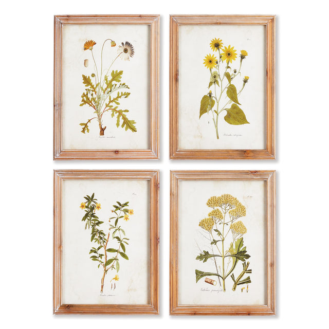 Napa  GOLDEN WILDFLOWER STUDY, SET OF 4