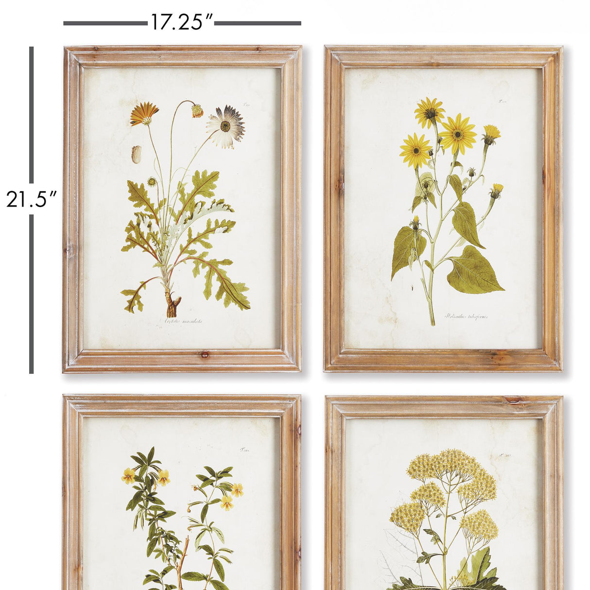 Napa  GOLDEN WILDFLOWER STUDY, SET OF 4