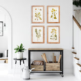 Napa  GOLDEN WILDFLOWER STUDY, SET OF 4