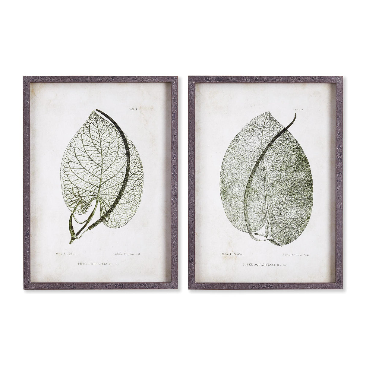 Napa  CORDATE LEAF STUDY, SET OF 2