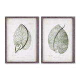 Napa  CORDATE LEAF STUDY, SET OF 2