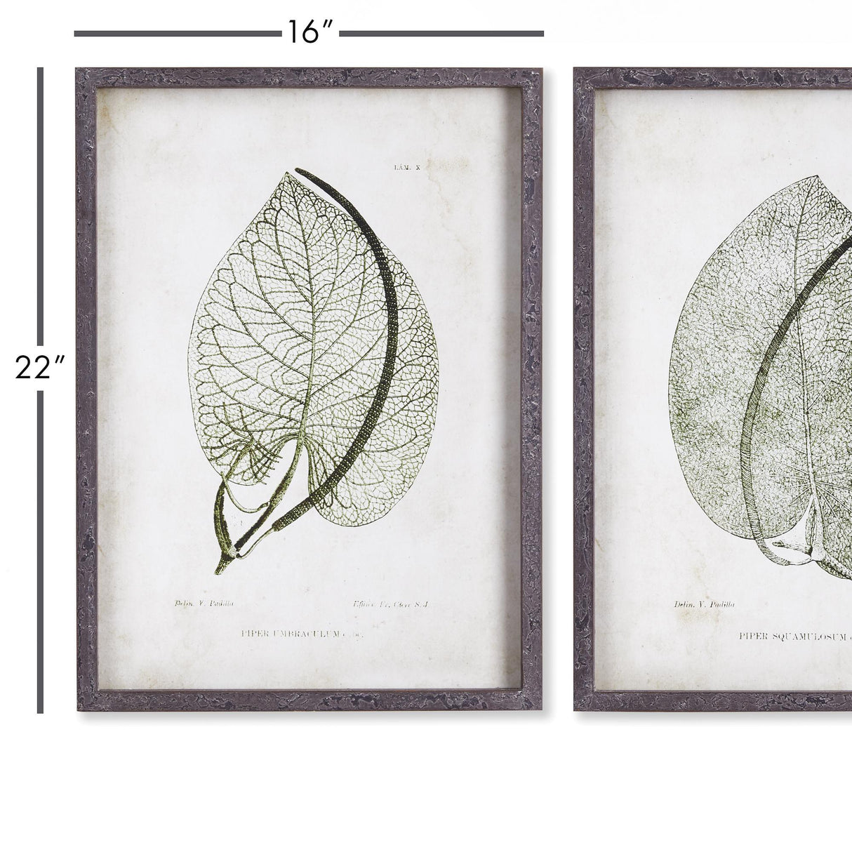 Napa  CORDATE LEAF STUDY, SET OF 2