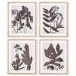 Napa  PRESSED FOLIAGE PRINTS, SET OF 4