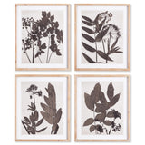 Napa  PRESSED FOLIAGE PRINTS, SET OF 4