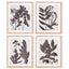 Napa  PRESSED FOLIAGE PRINTS, SET OF 4