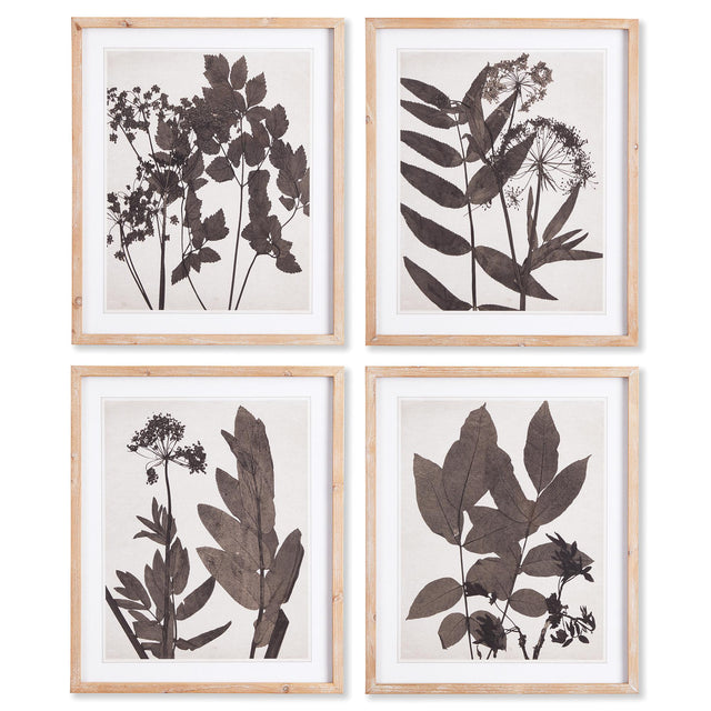 Napa  PRESSED FOLIAGE PRINTS, SET OF 4