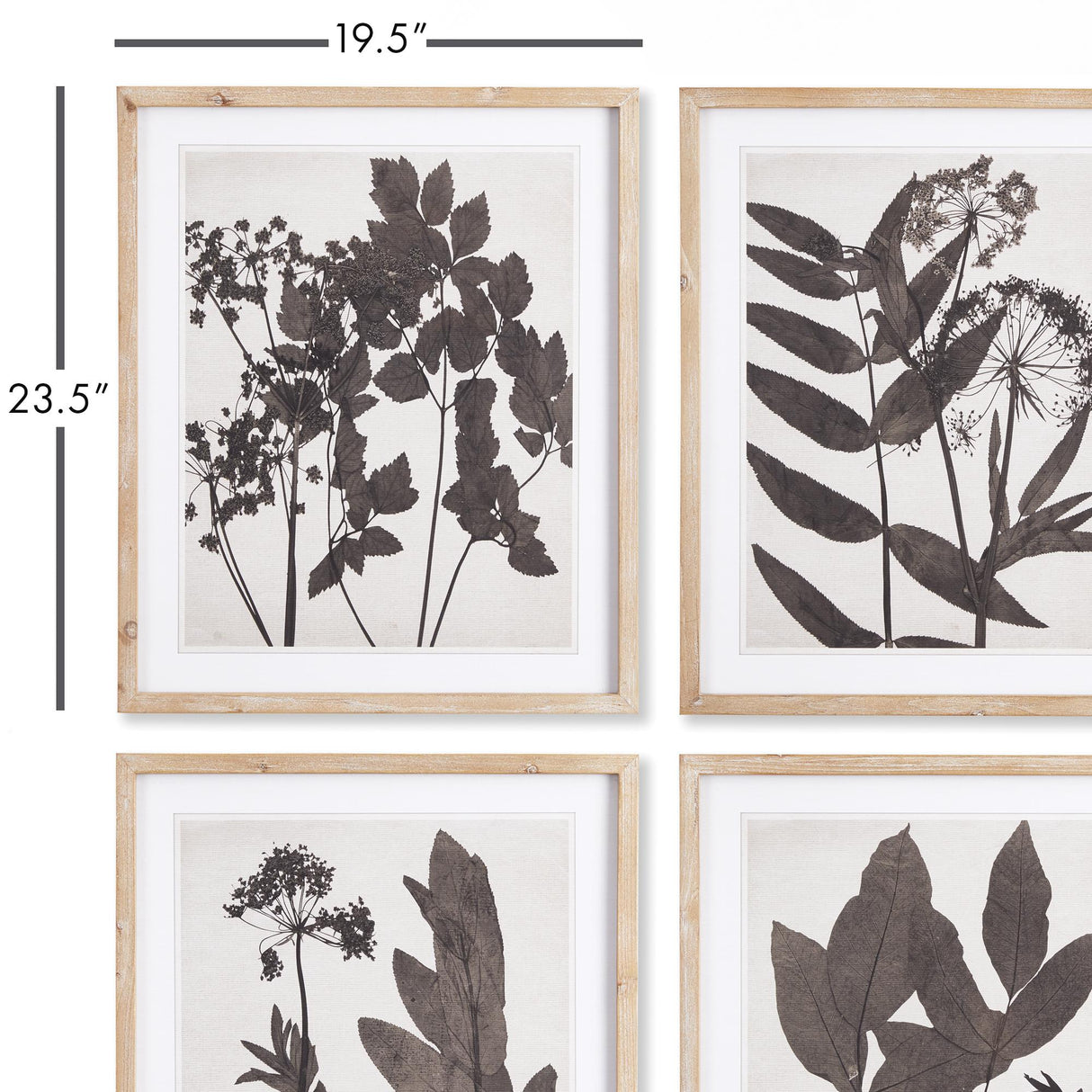 Napa  PRESSED FOLIAGE PRINTS, SET OF 4