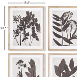 Napa  PRESSED FOLIAGE PRINTS, SET OF 4