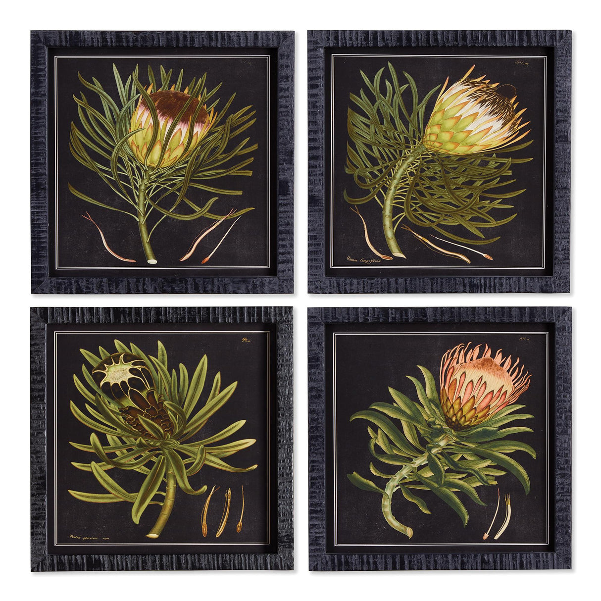 Napa  PROTEA PETITE PRINTS, SET OF 4