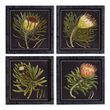 Napa  PROTEA PETITE PRINTS, SET OF 4