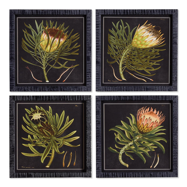 Napa  PROTEA PETITE PRINTS, SET OF 4