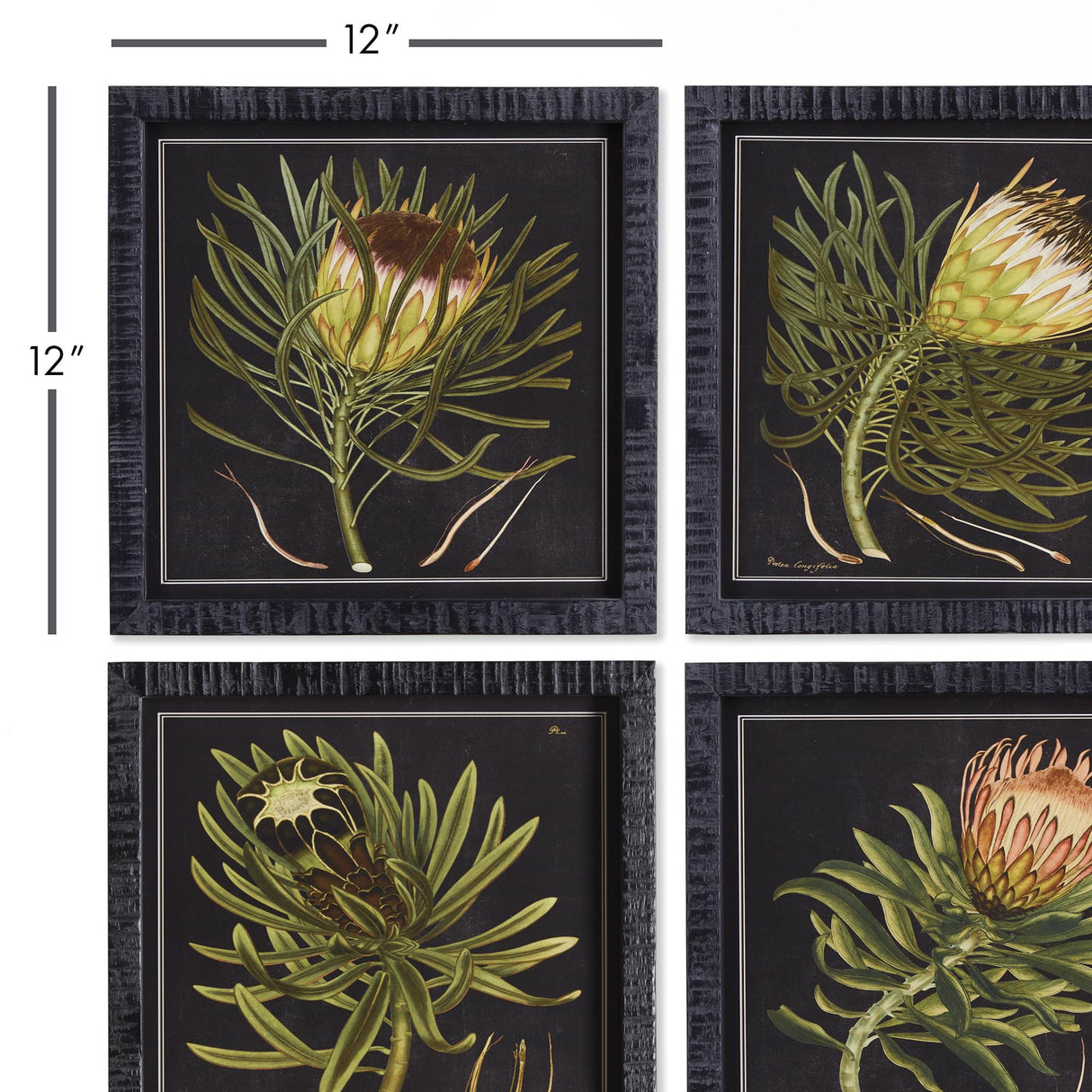 Napa  PROTEA PETITE PRINTS, SET OF 4