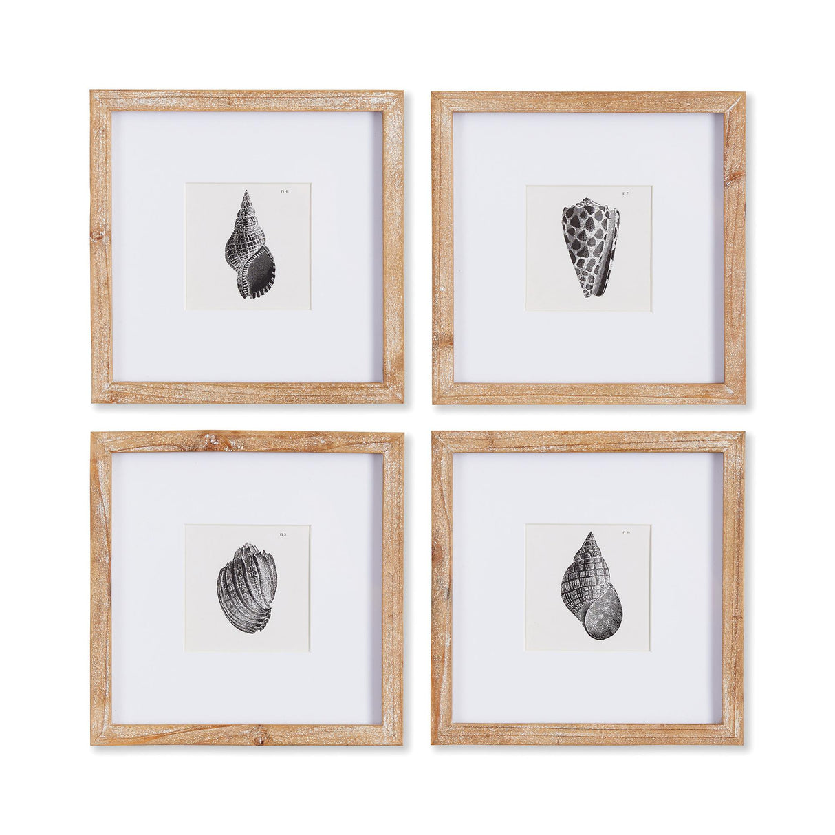 Napa Includes mat SEASHELL PETITE PRINTS, SET OF 4