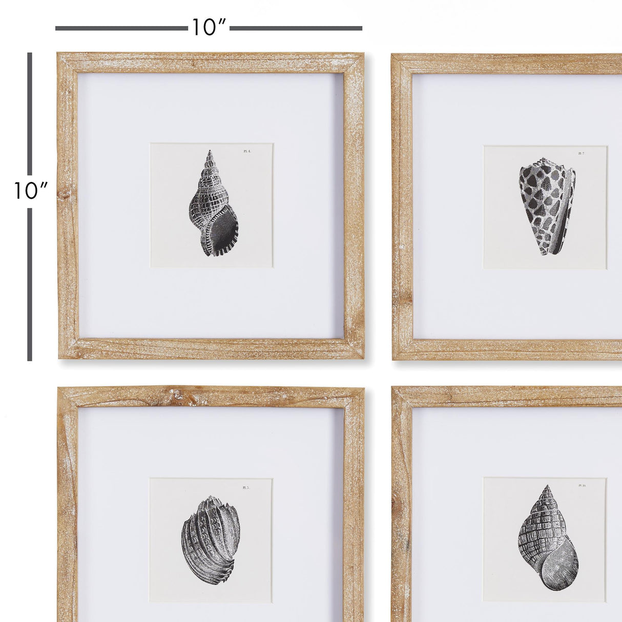 Napa Includes mat SEASHELL PETITE PRINTS, SET OF 4