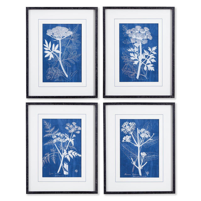 Napa Includes mat CYANOTYPE QUEEN ANNES LACE PRINTS, SET OF 4