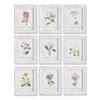 Napa  GARDEN MEADOW STUDY, SET OF 9