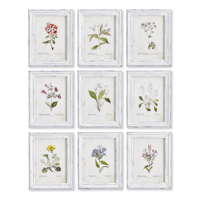 Napa  GARDEN MEADOW STUDY, SET OF 9