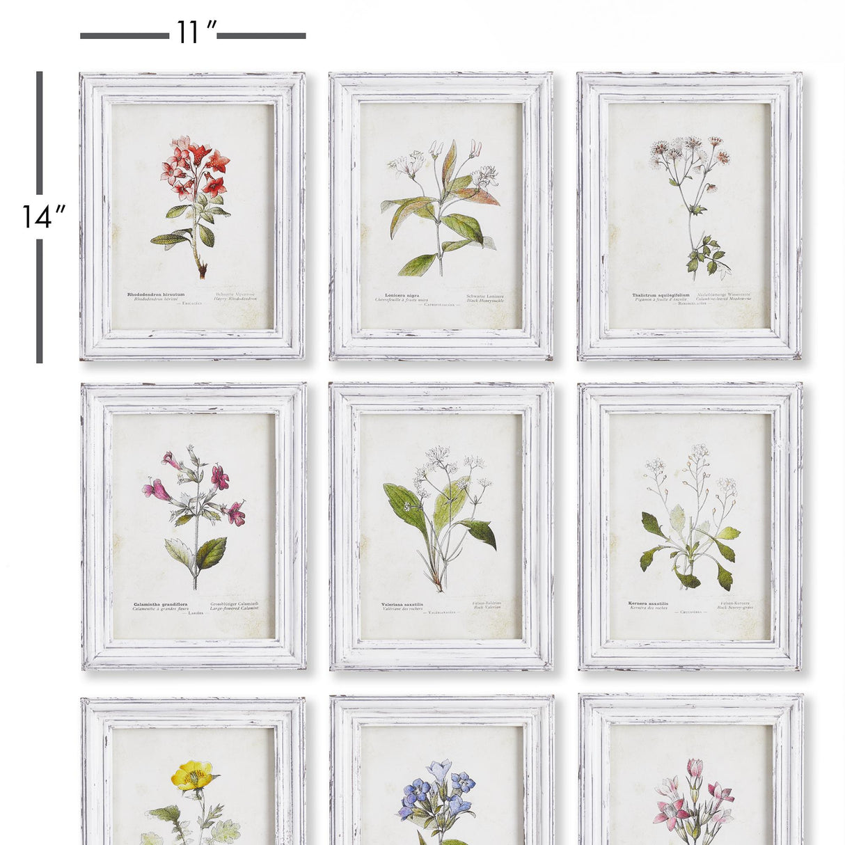 Napa  GARDEN MEADOW STUDY, SET OF 9
