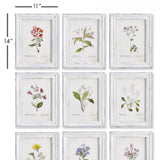 Napa  GARDEN MEADOW STUDY, SET OF 9