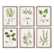 Napa  SHADE GARDEN STUDY, SET OF 6