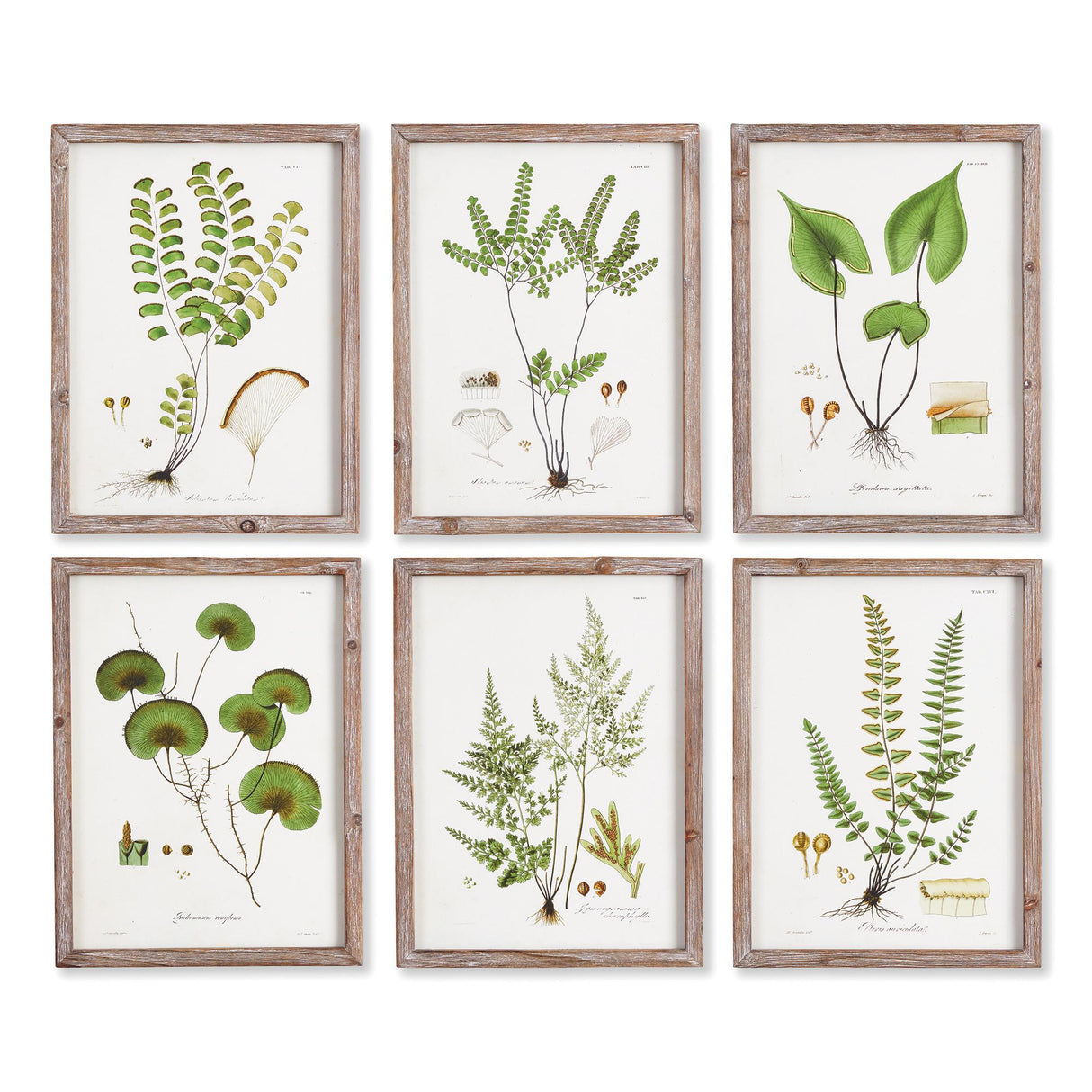 Napa  SHADE GARDEN STUDY, SET OF 6
