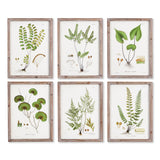 Napa  SHADE GARDEN STUDY, SET OF 6