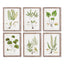 Napa  SHADE GARDEN STUDY, SET OF 6