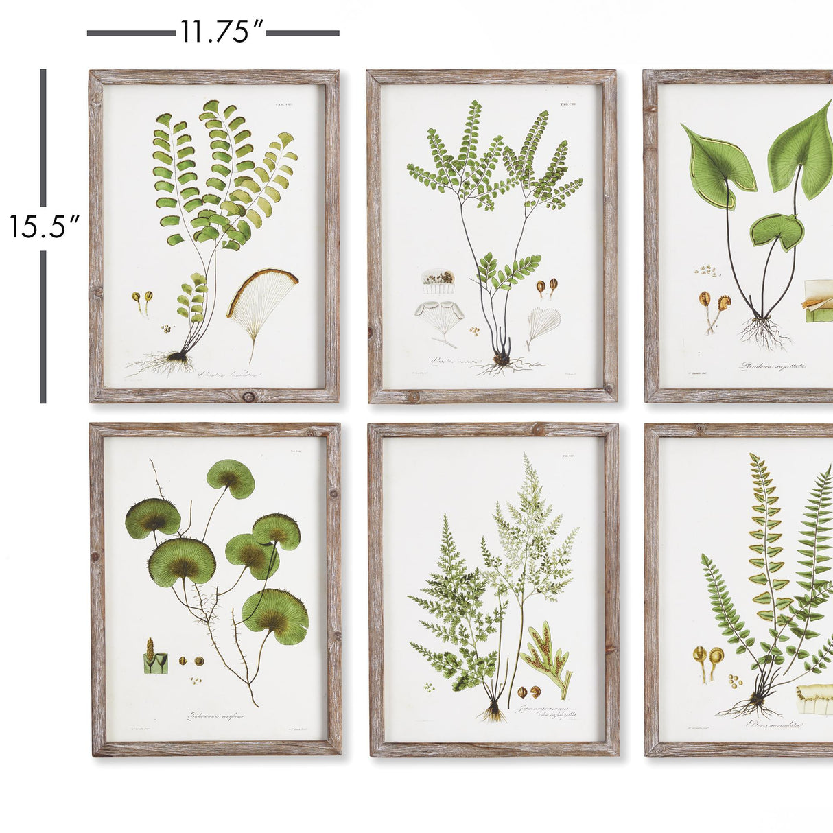 Napa  SHADE GARDEN STUDY, SET OF 6