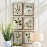 Napa  SHADE GARDEN STUDY, SET OF 6