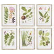 Napa Includes mat LEAF BOTANICAL STUDY, SET OF 6