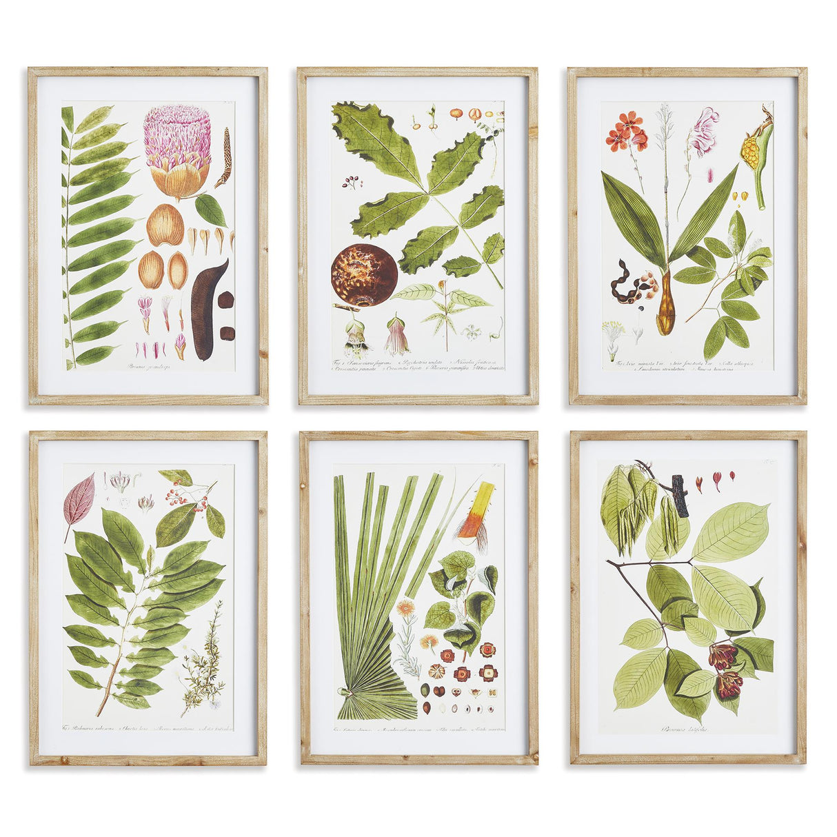 Napa Includes mat LEAF BOTANICAL STUDY, SET OF 6
