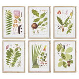 Napa Includes mat LEAF BOTANICAL STUDY, SET OF 6