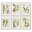 Napa Includes mat LEAF BOTANICAL STUDY, SET OF 6
