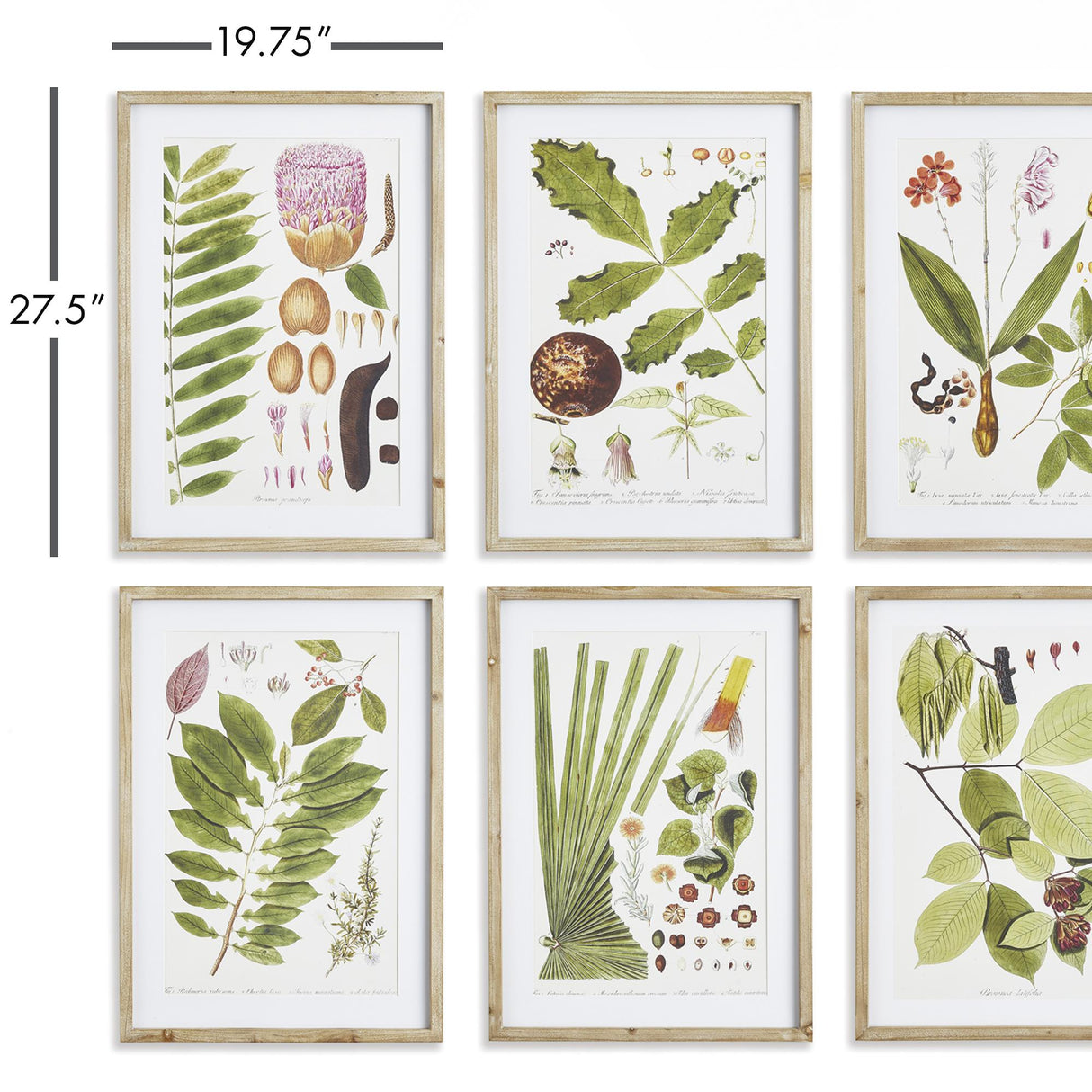 Napa Includes mat LEAF BOTANICAL STUDY, SET OF 6