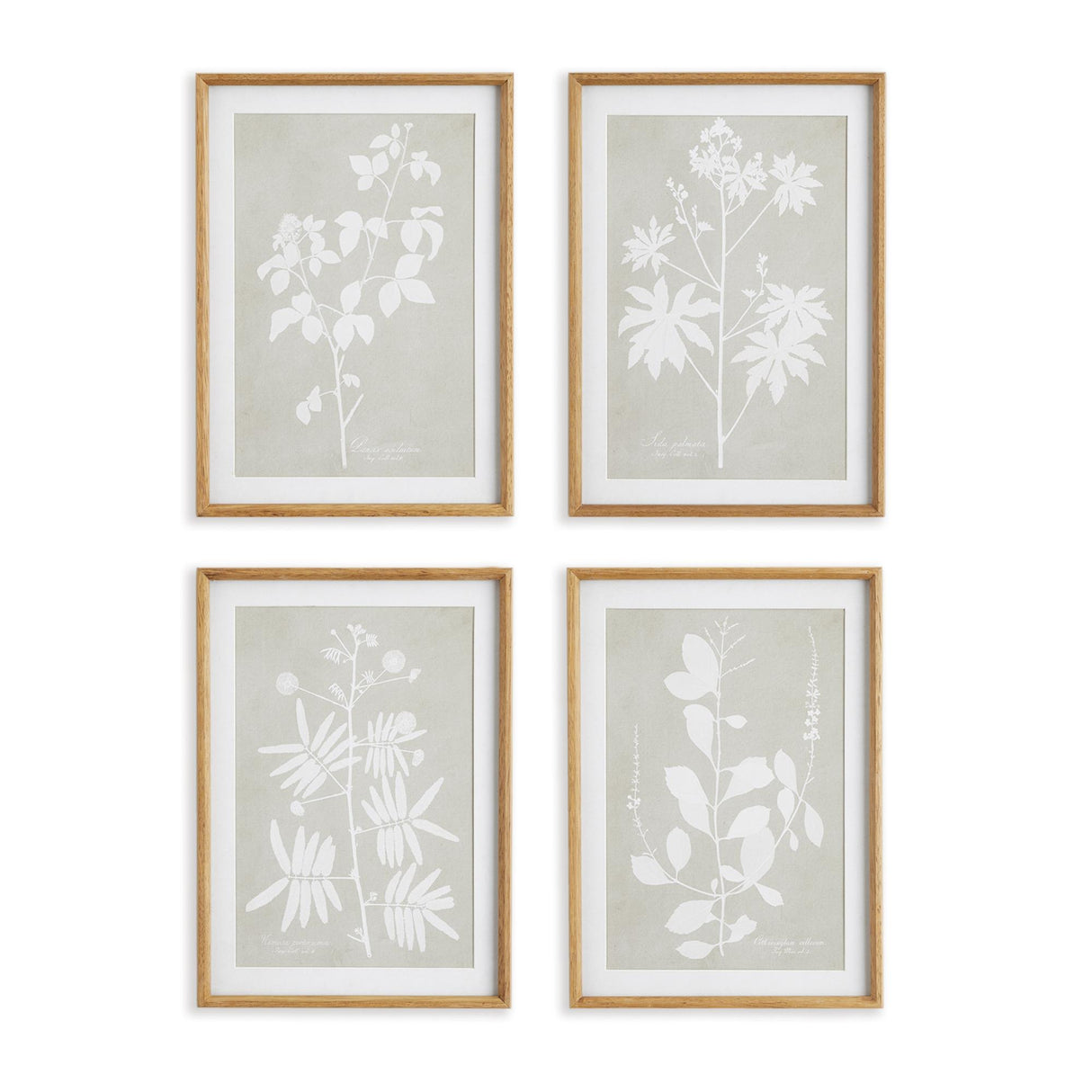 Napa Includes mat FOLIAGE STUDY, SET OF 4