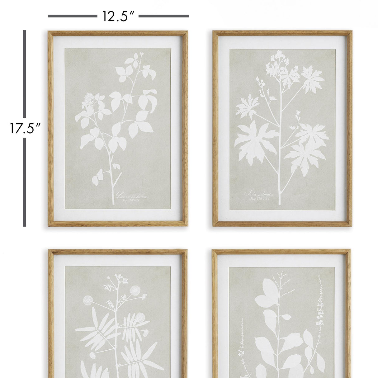 Napa Includes mat FOLIAGE STUDY, SET OF 4