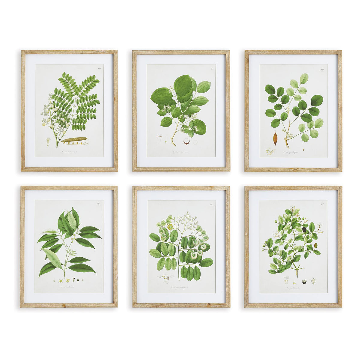 Napa Includes mat TREE LEAF STUDY, SET OF 6