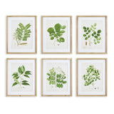 Napa Includes mat TREE LEAF STUDY, SET OF 6