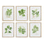 Napa Includes mat TREE LEAF STUDY, SET OF 6