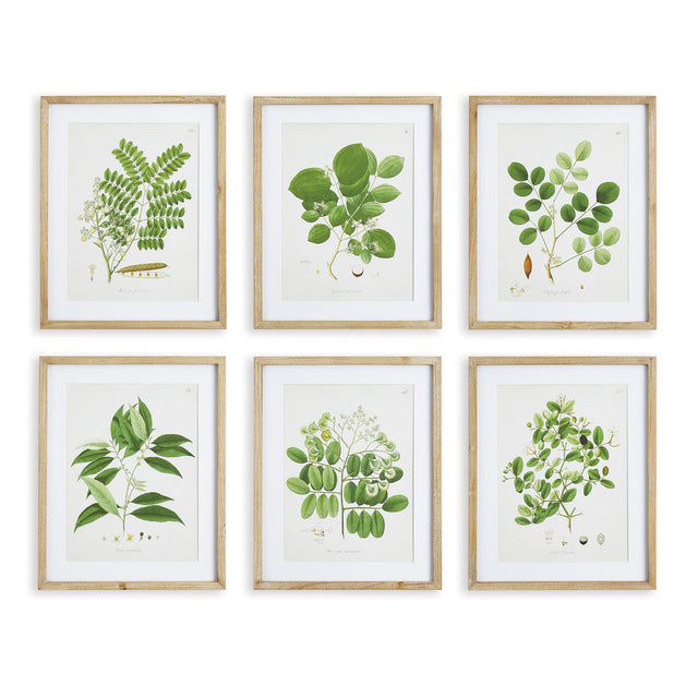 Napa Includes mat TREE LEAF STUDY, SET OF 6