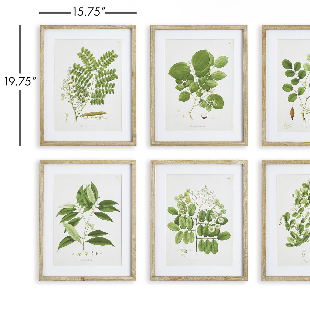 Napa Includes mat TREE LEAF STUDY, SET OF 6