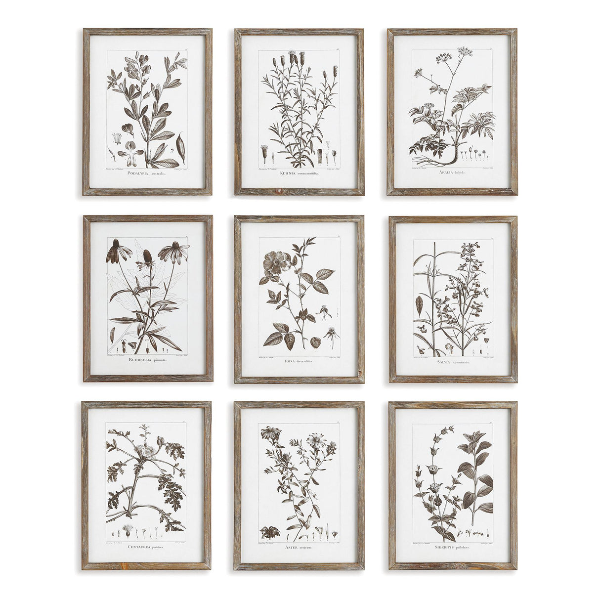 Napa  RUSTIC FOLIAGE STUDY, SET OF 9