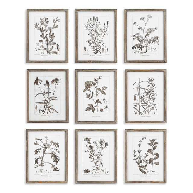 Napa  RUSTIC FOLIAGE STUDY, SET OF 9