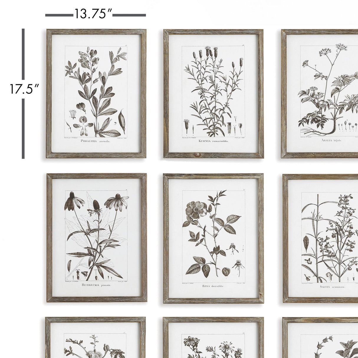 Napa  RUSTIC FOLIAGE STUDY, SET OF 9