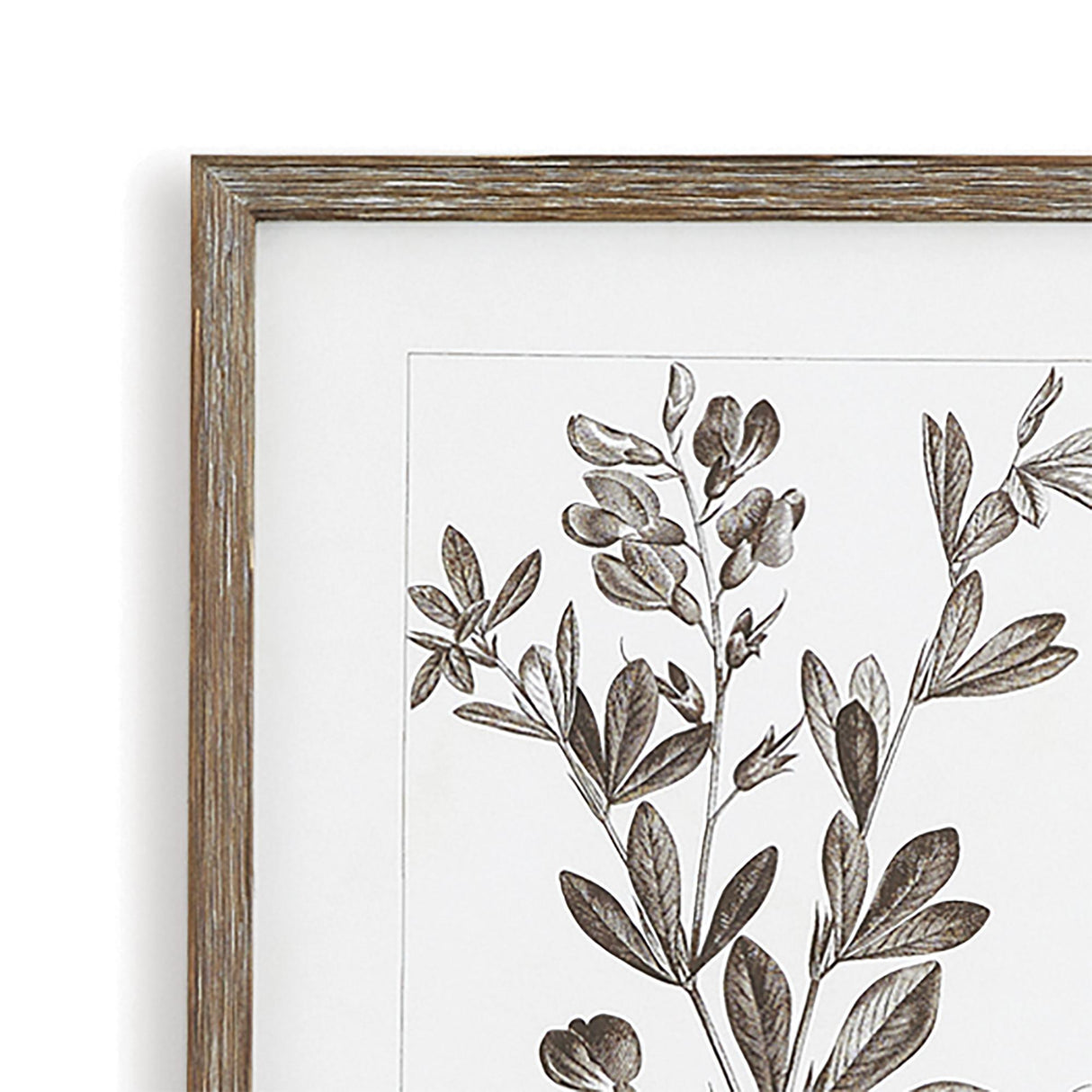 Napa  RUSTIC FOLIAGE STUDY, SET OF 9