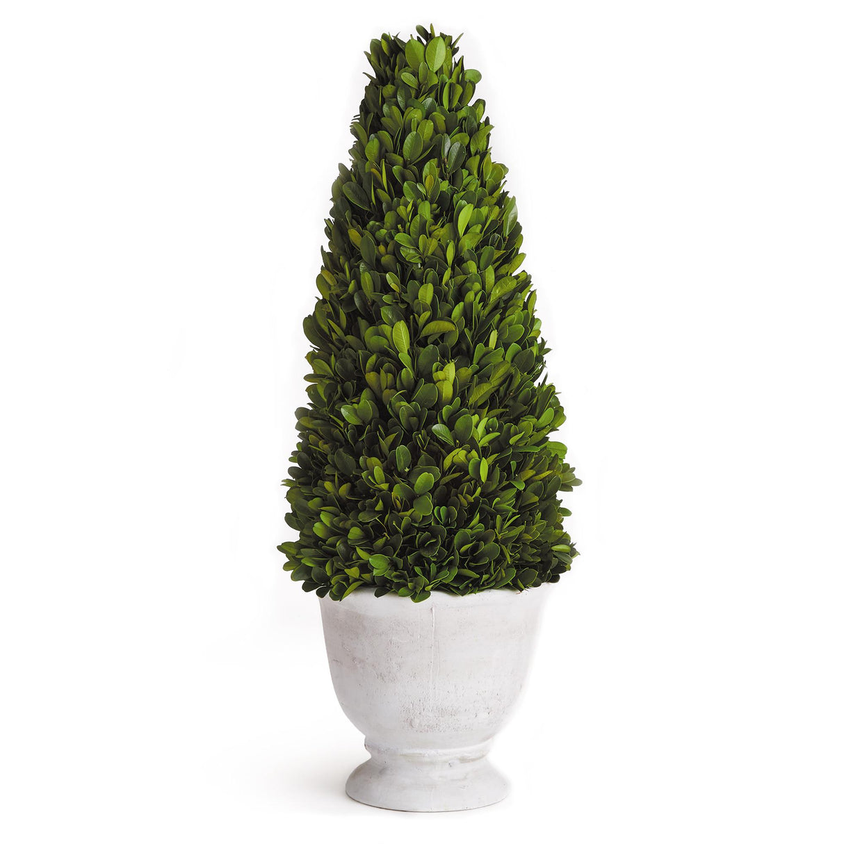 Napa  BOXWOOD CONE TOPIARY IN POT
